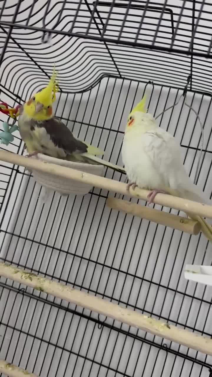 Cockatiels birds for sale: 2 gorgeous cocktails for sale  in Bootle - Video 1