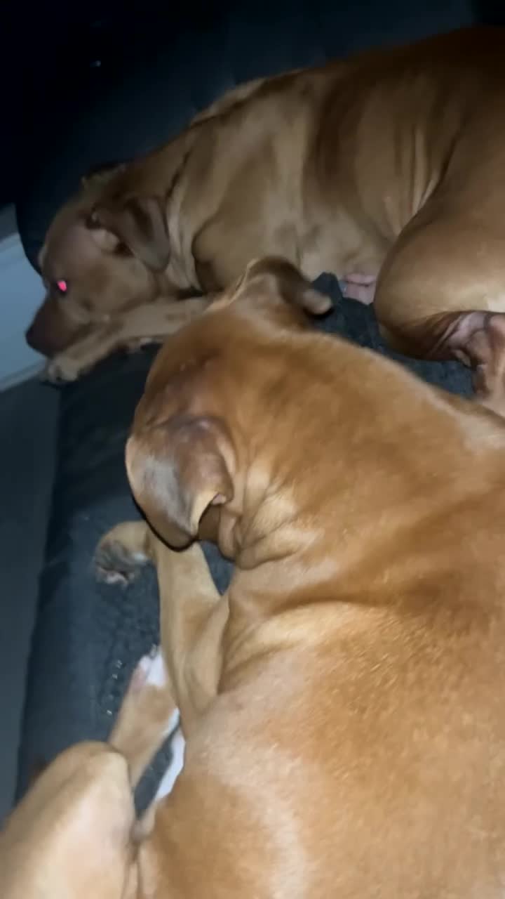 Mixed Breed dogs for sale: Bully staffy pups  - Video 3