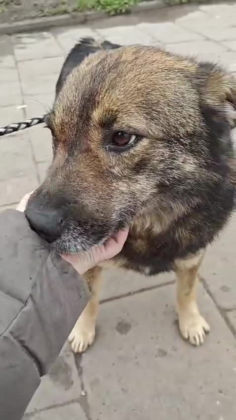 Mixed Breed dogs for adoption: ❤️MONA – STILL WAITING, STILL HOPING❤️ in Oxford - Video 1