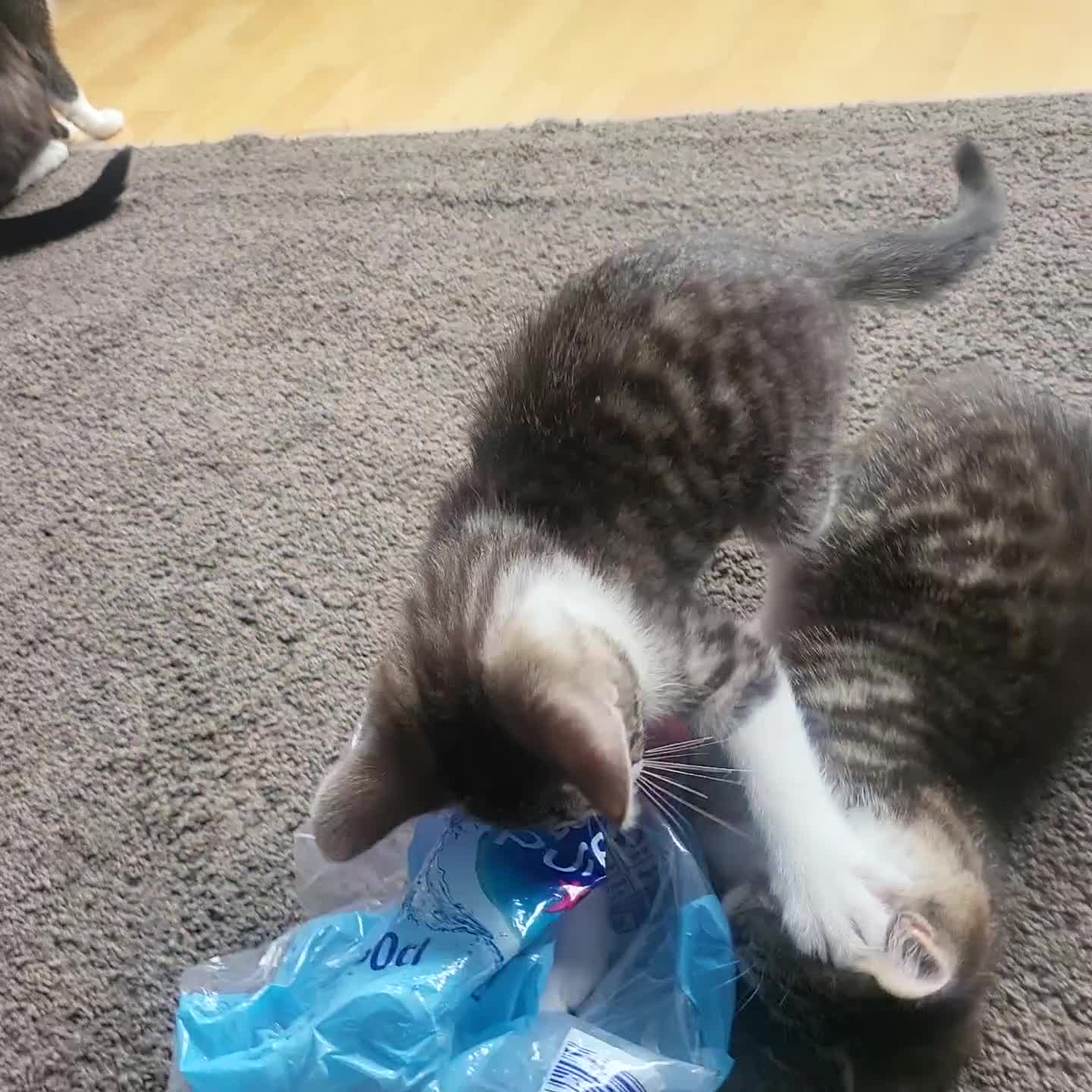 Mixed Breed cats for sale: Male kittens  - Video 1