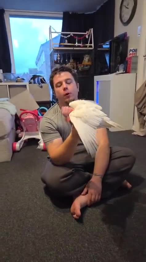 Cockatoo birds for sale: Silly Tame Hand Reared Lutino Galah  - Video 4