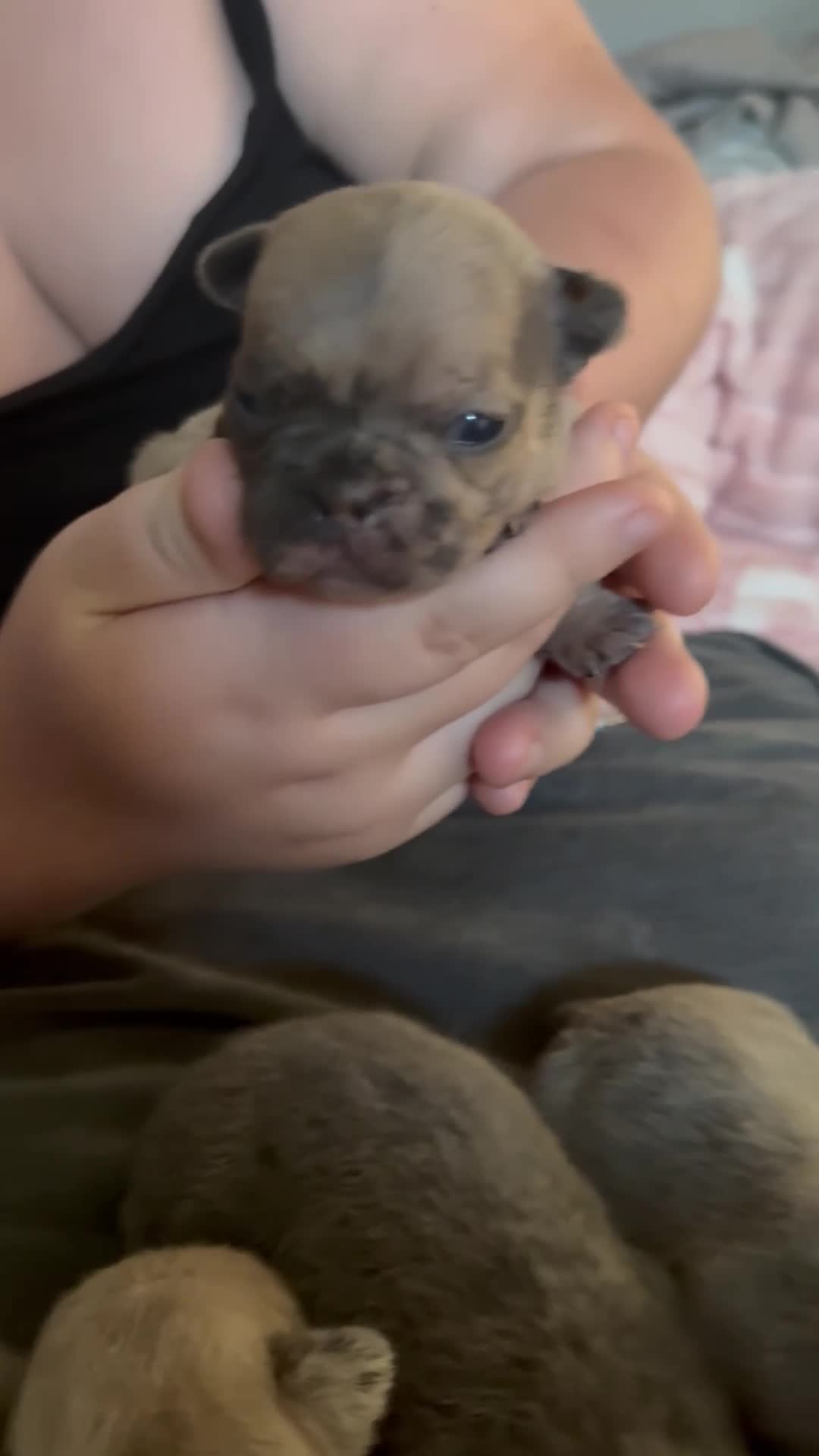 French Bulldog dogs for sale: Female French bulldog puppies - Video 2