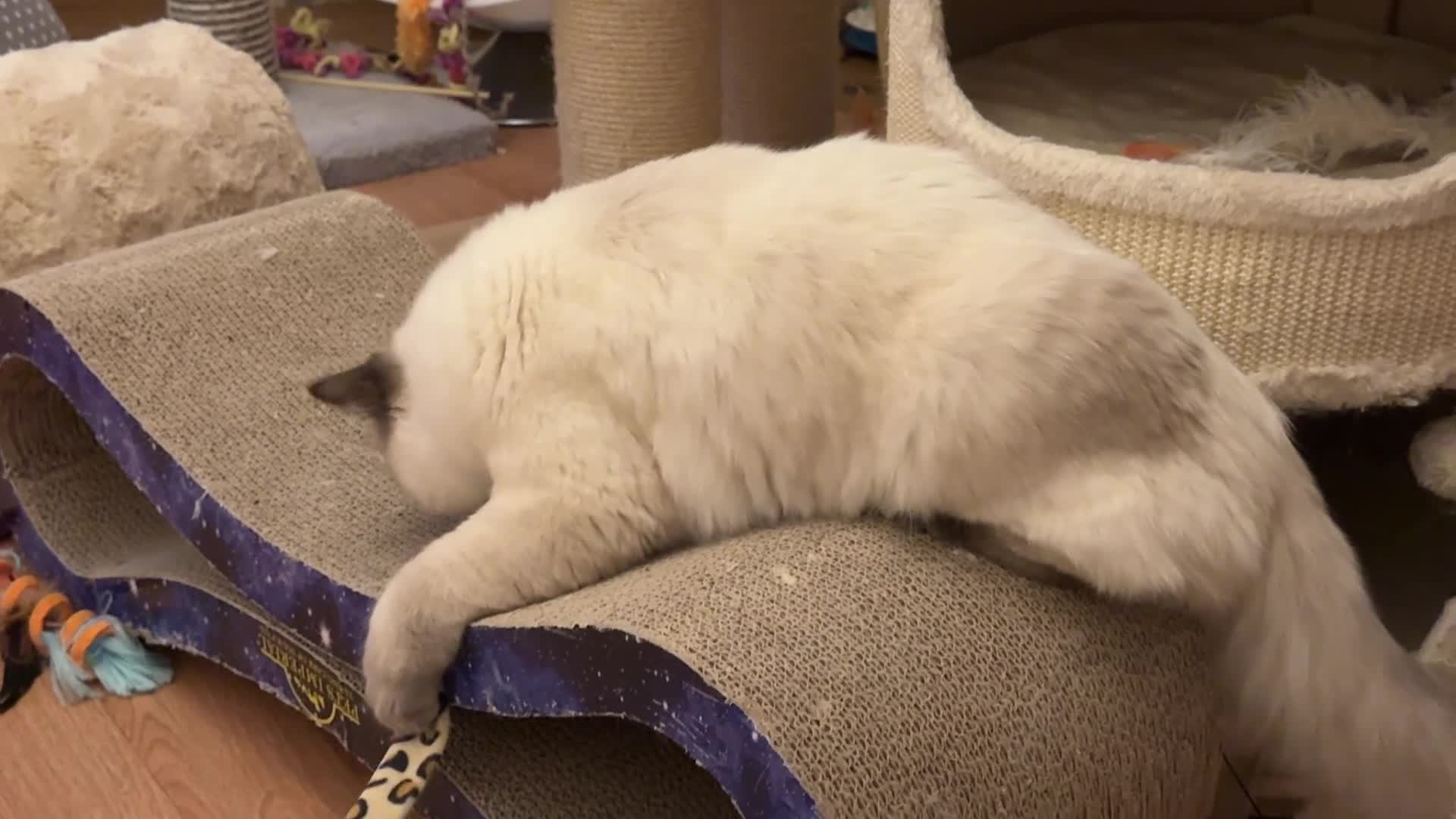 Ragdoll cats for sale: GCCF REGISTERED Ragdoll Kitten Blue Colourpoint - Video 3