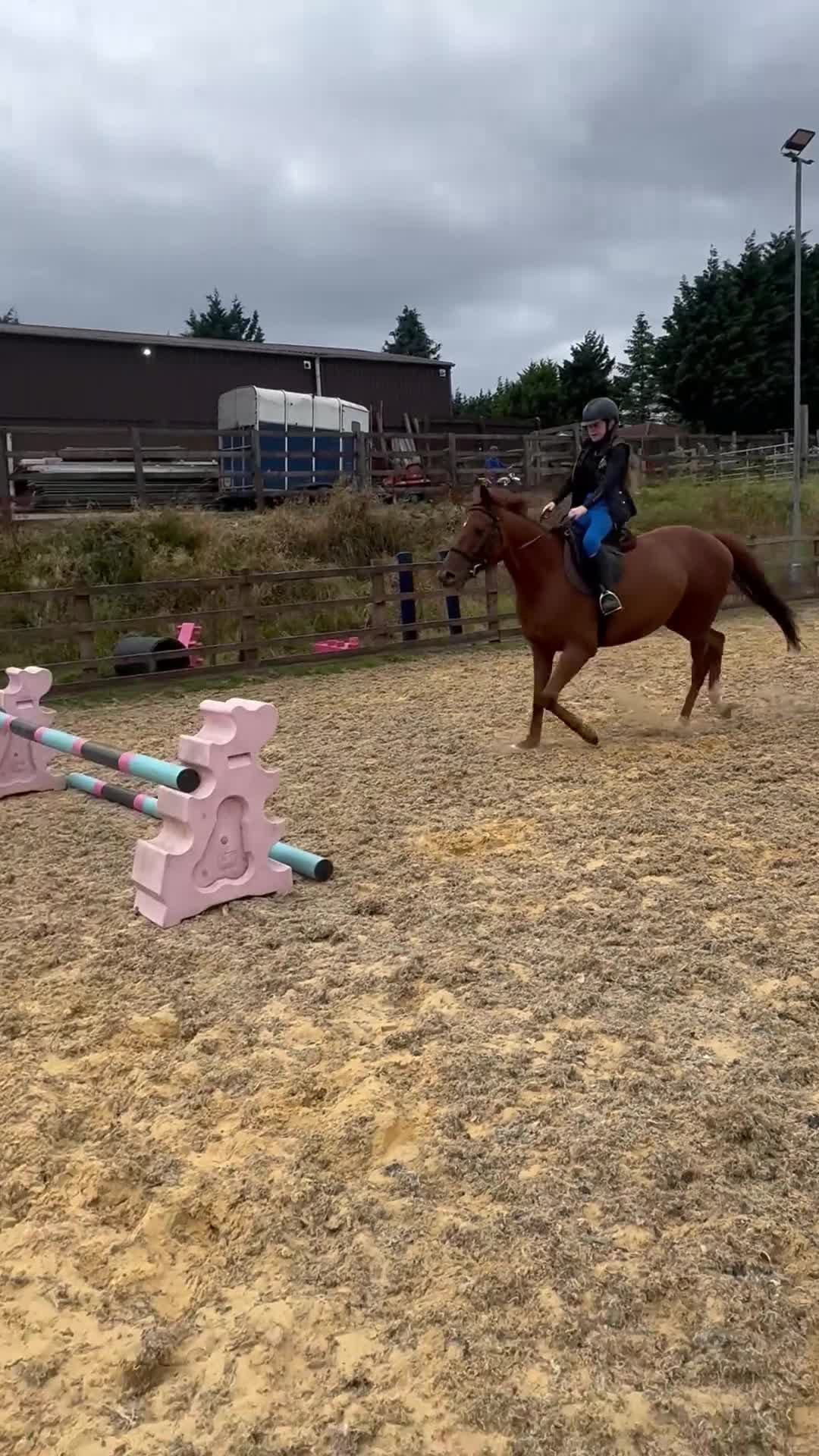 Irish Thoroughbred horses for sale: 15.3hh Irish tb gelding  - Video 2