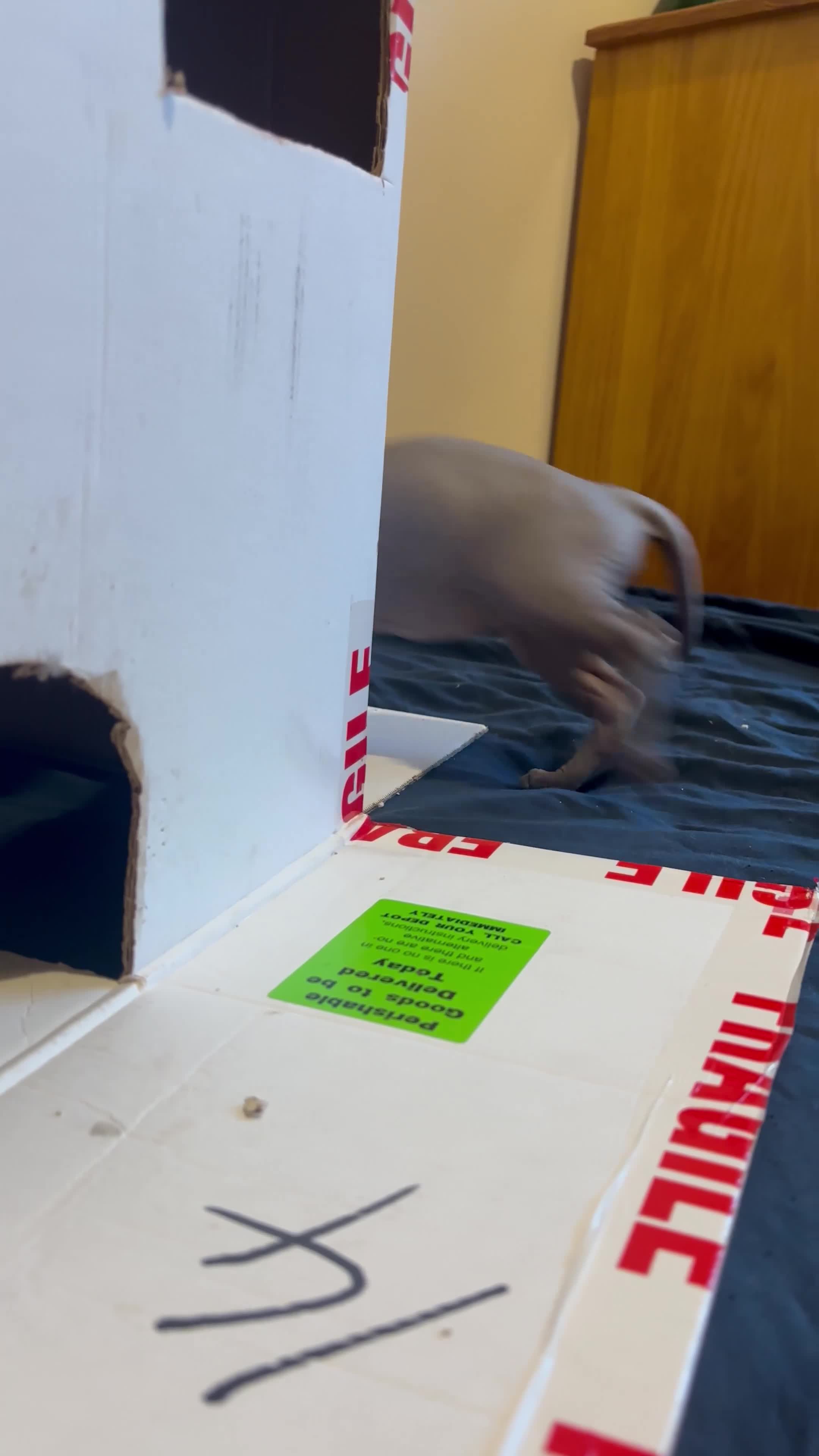 Sphynx cats for sale: Sphynx Kittens - Video 1