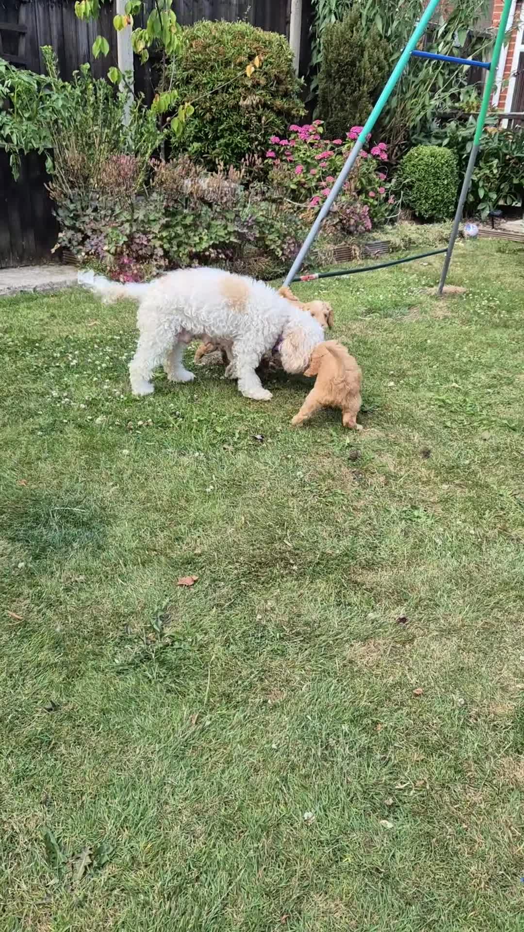 Cockapoo dogs for sale: READY NOW !! ONLY 3 COCKERPOO PUPPIES LEFT !!! in Alfreton - Video 1