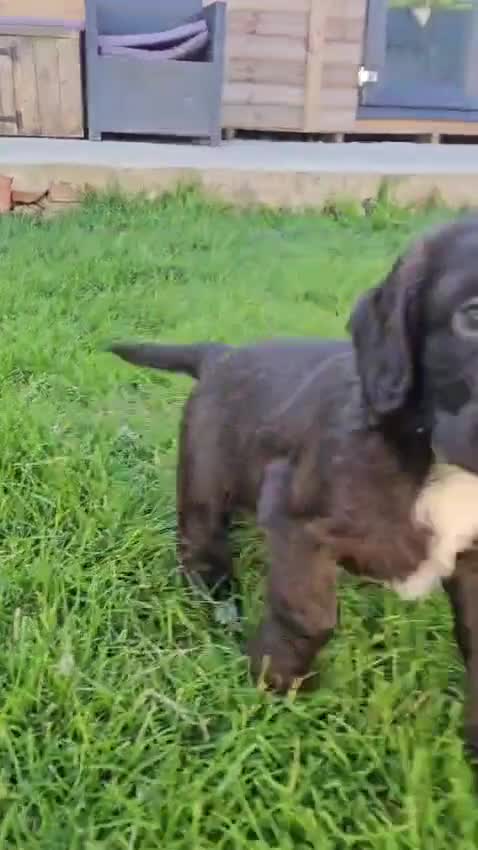 Sprocker dogs for sale: 4x perfect little pup in Polegate - Video 4
