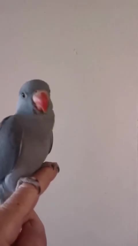 Ringnecks birds for sale: Ringneck babies  in Holywell - Video 1