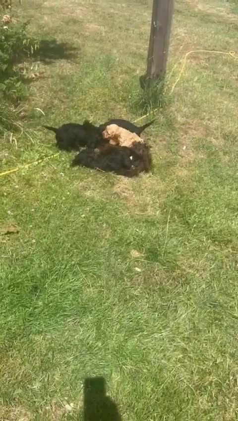 Cockapoo dogs for sale: F1 cockerpoos  - Video 3