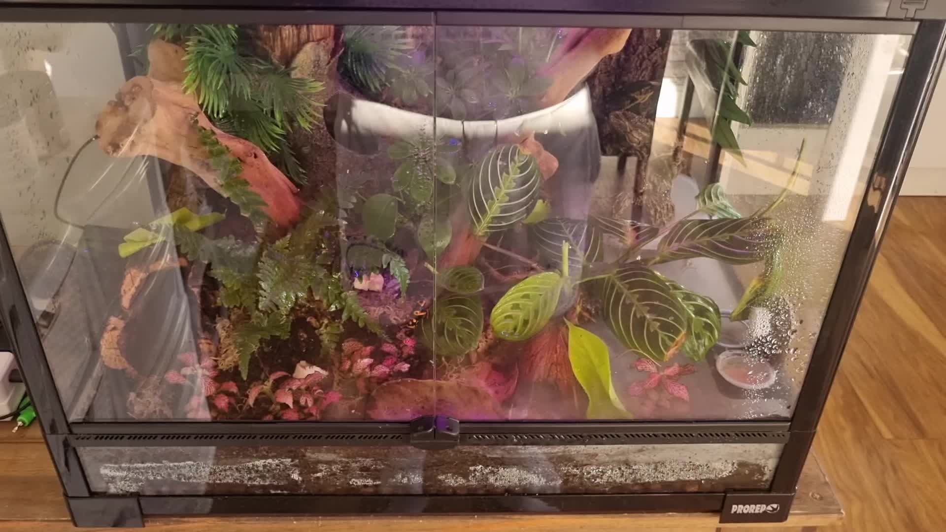 Frog reptiles for sale: £50 each. 3 Yellow banded/bumblebee dart frogs in Biggleswade - Video 1