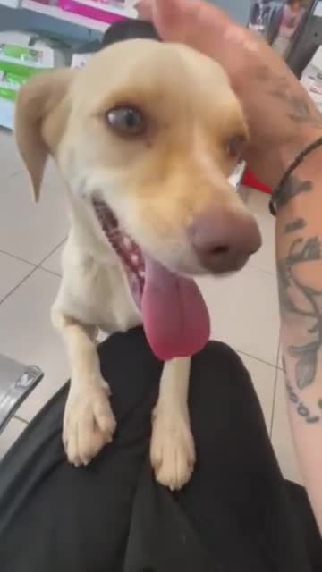 Mixed Breed dogs for adoption:  Yuki- Small joyful boy - Video 1