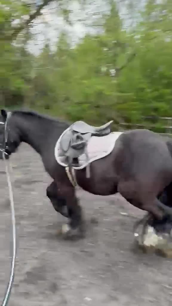 Irish Cob horses for sale: Gorgeous kids pony - Video 1