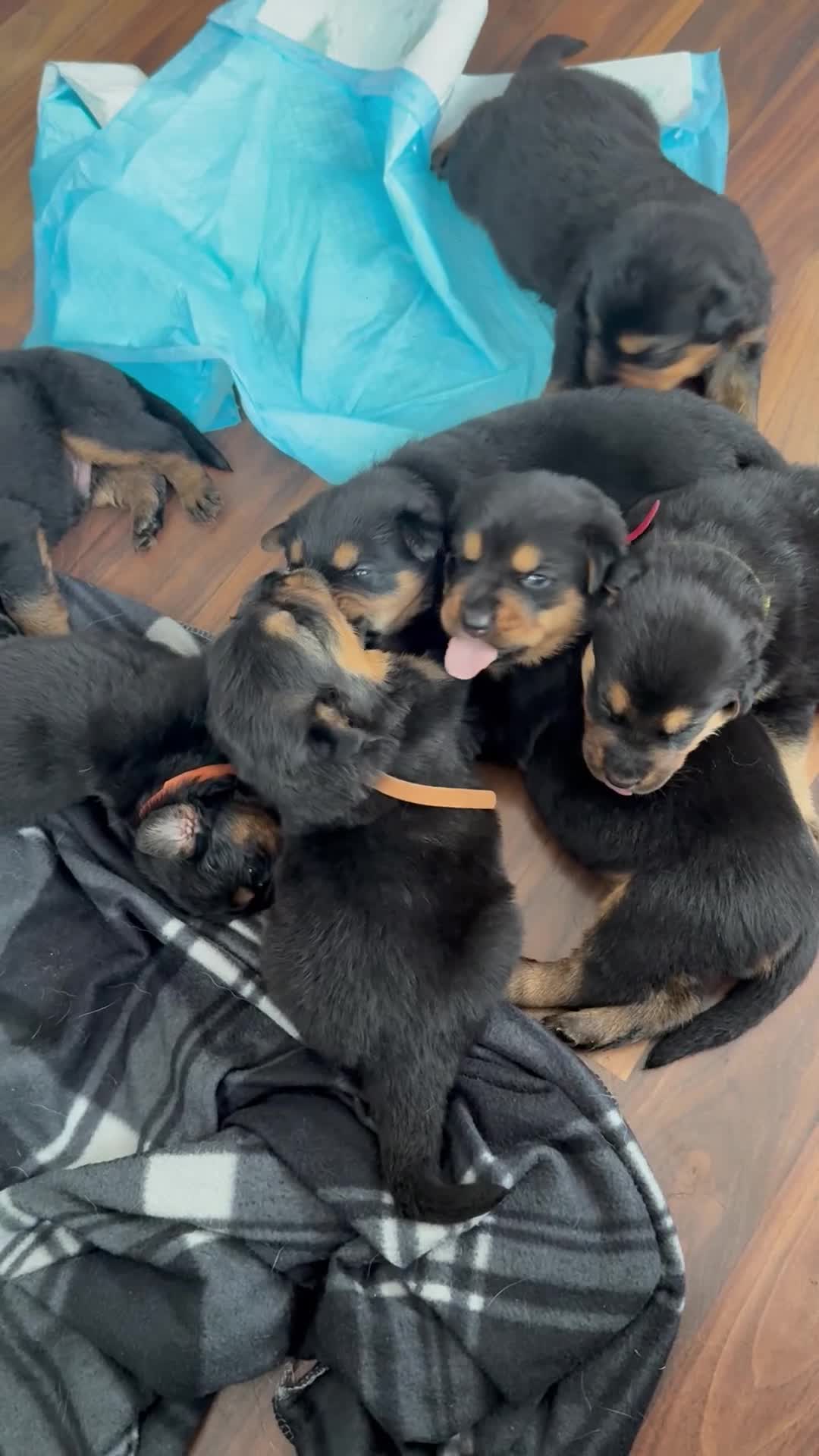 Mixed Breed dogs for sale: Shepweiler Puppies (GSD x Rottie) - Video 2