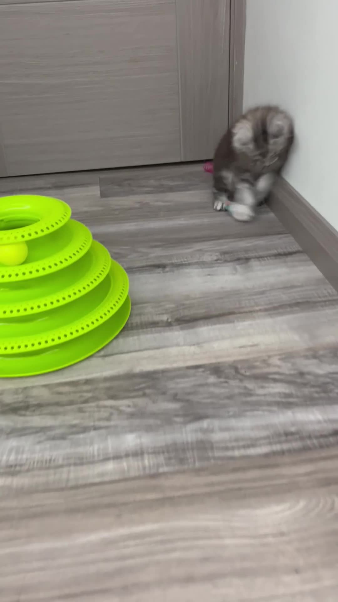 Maine Coon cats for sale: Pure Breed Maine Coon Kittens - Video 1