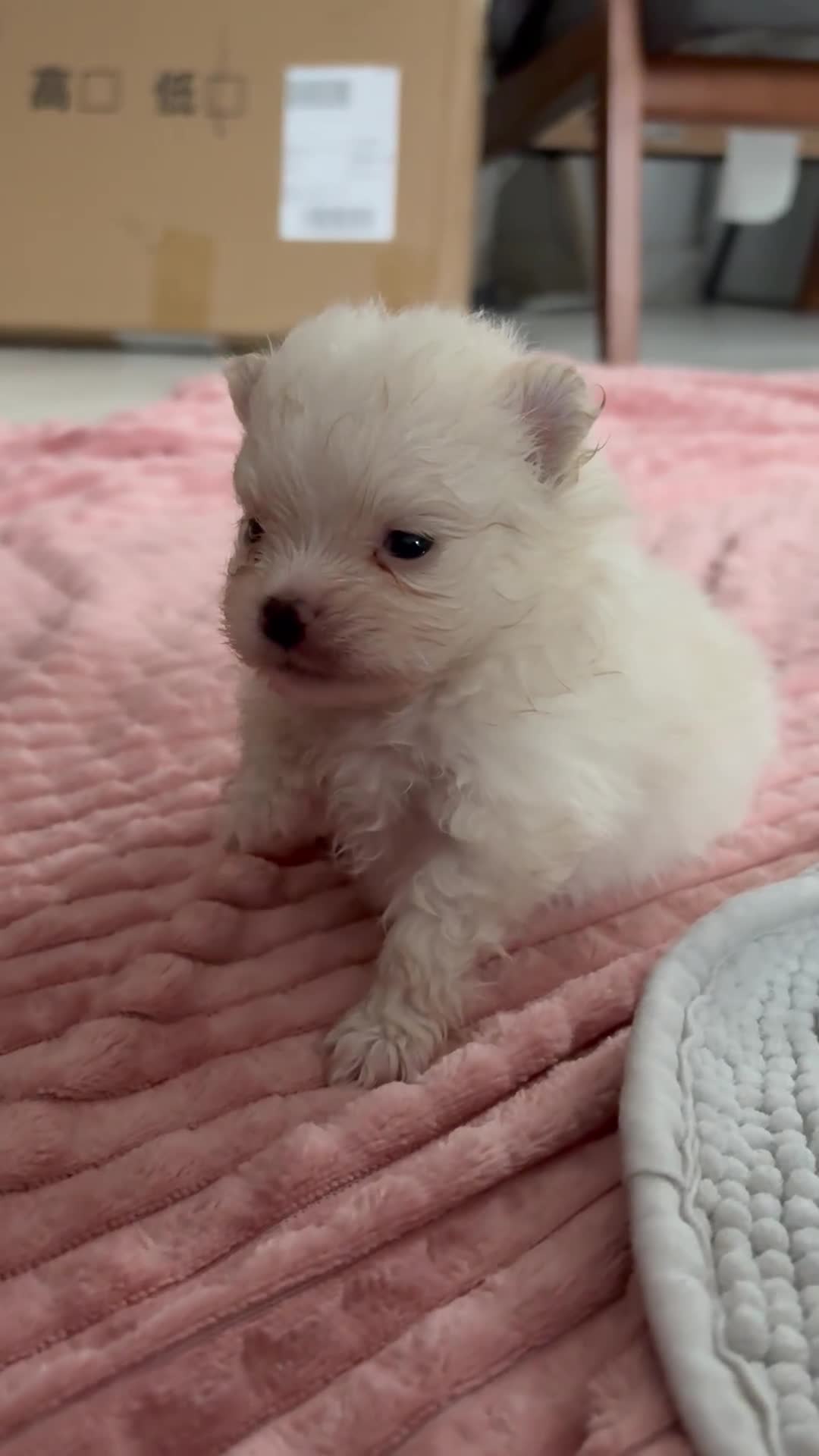 Pomeranian dogs for sale: Beautifu Litter- Russian/Chi Tien Pomeranian Pups - Video 1