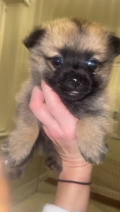 Mixed Breed dogs for sale: Pomeranian/ Aussie poms  - Video 2
