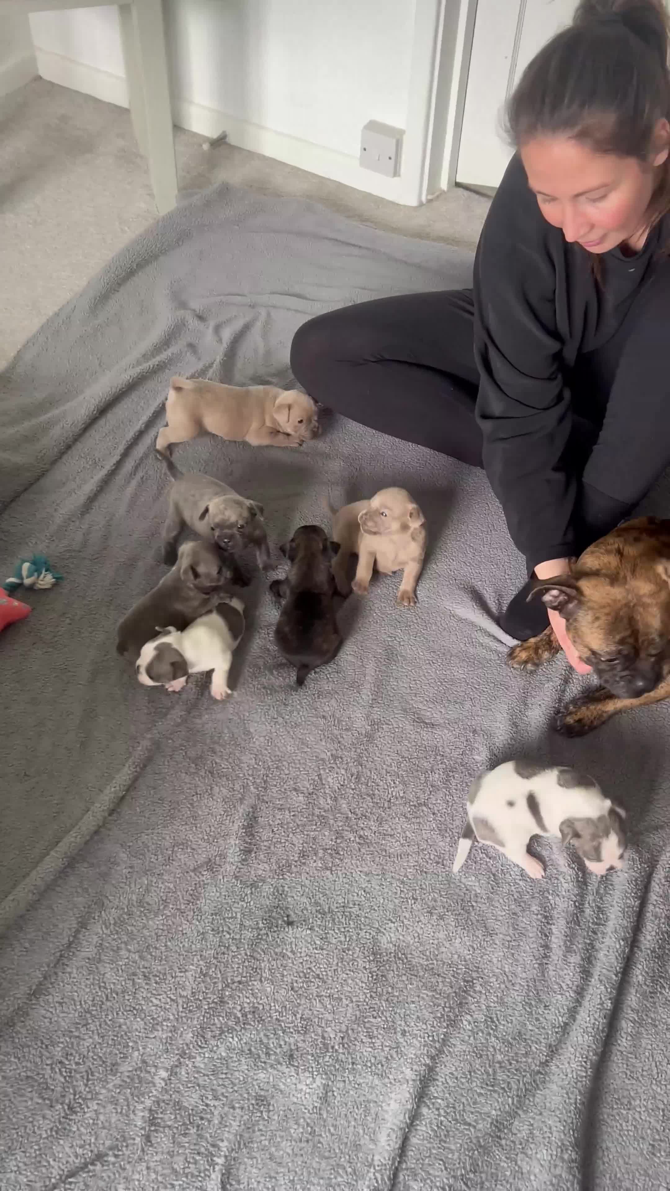 Mixed Breed dogs for sale: Frenchie mixed in Sevenoaks - Video 1