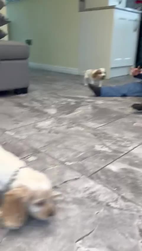 Cocker Spaniel dogs for sale: Beautiful adorable show type cocker spaniels - Video 4