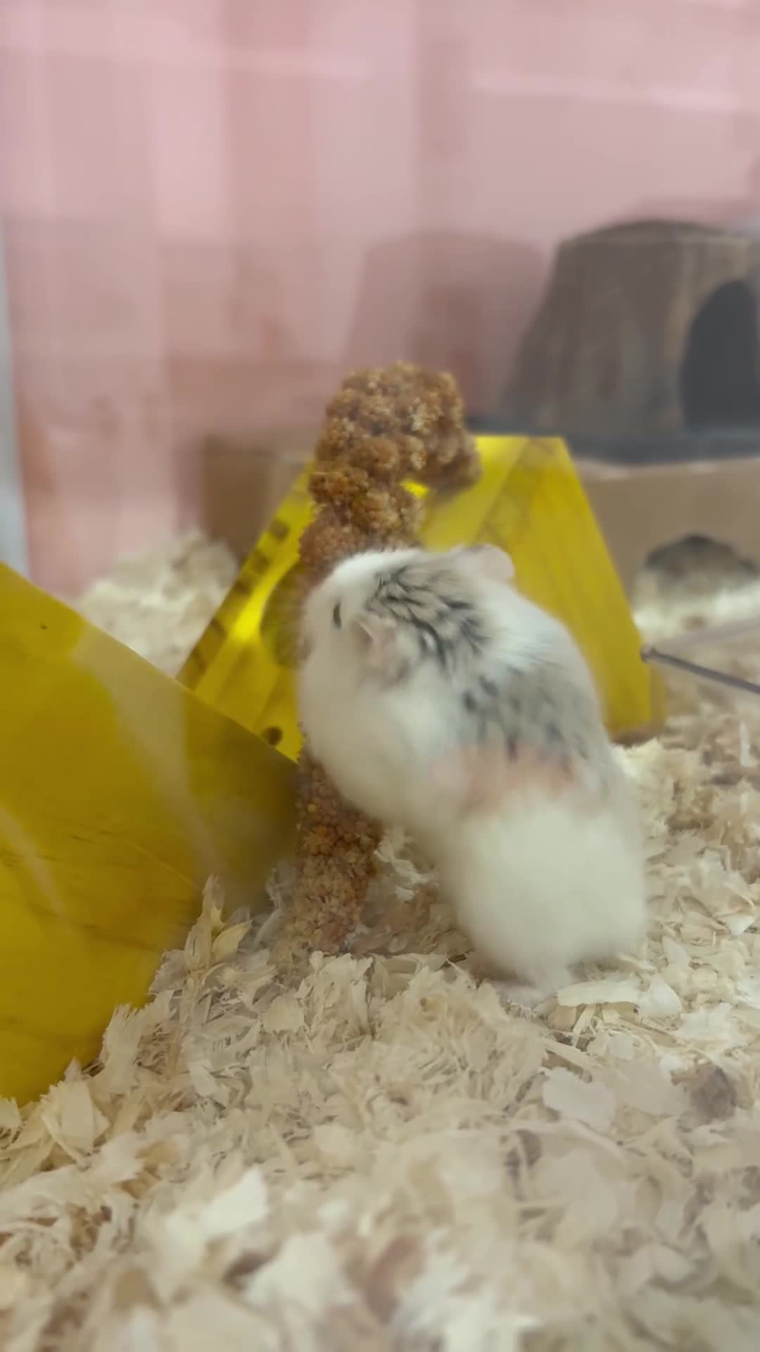 Hamster rodents for sale: Robo Hamster with two bucastate enclosures in Llanelli - Video 1