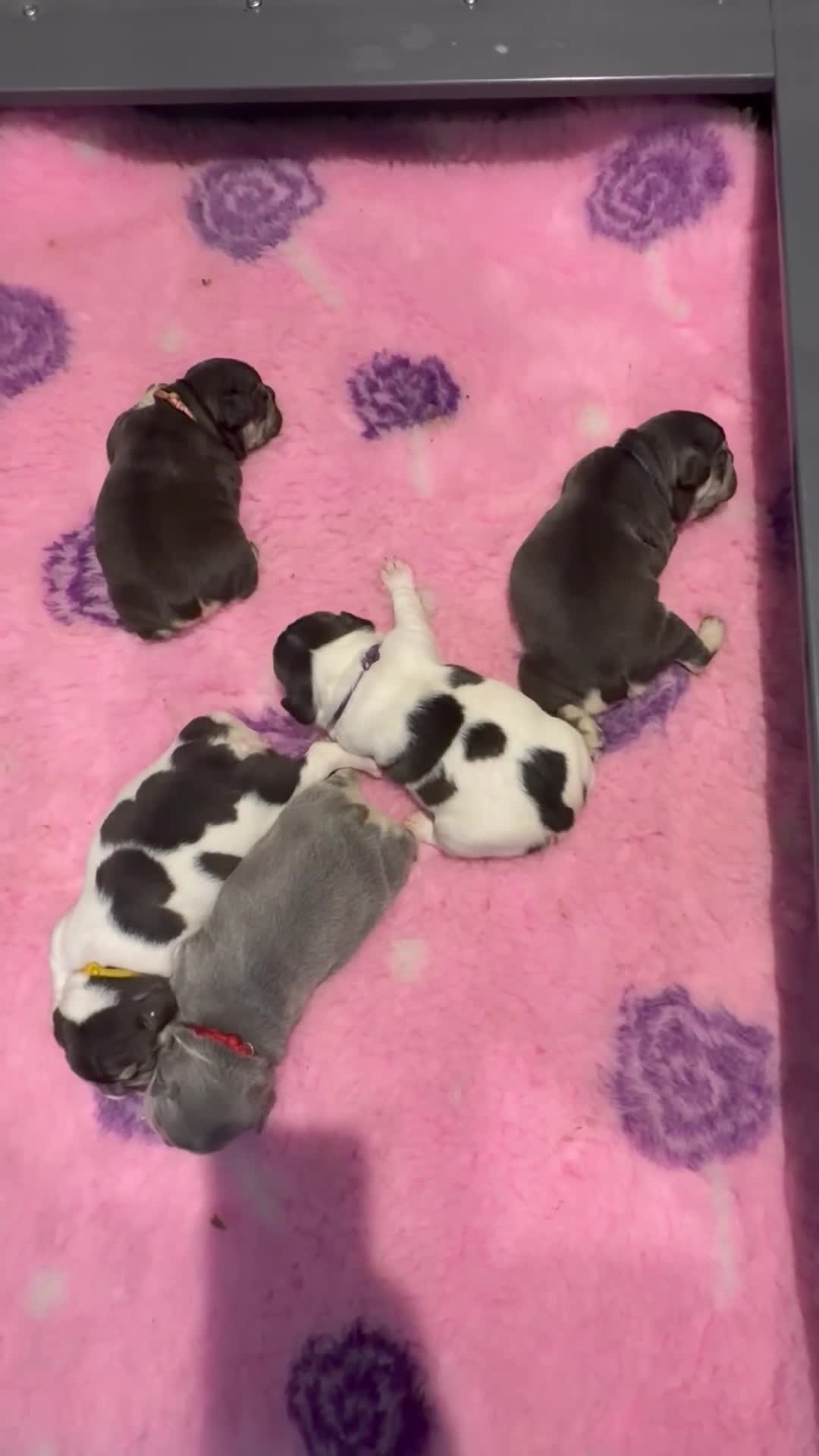 French Bulldog dogs for sale: RKC French bulldog puppy’s health tested parents  - Video 3