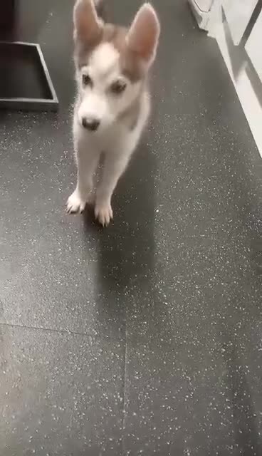 Siberian Husky dogs for sale: Sibirian Husky - Video 1