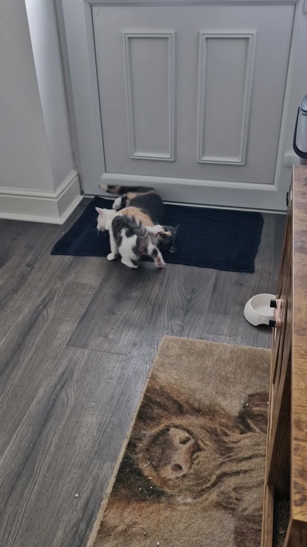 British Shorthair cats for sale: Bengal cross BSH stunning friendly boy  - Video 2