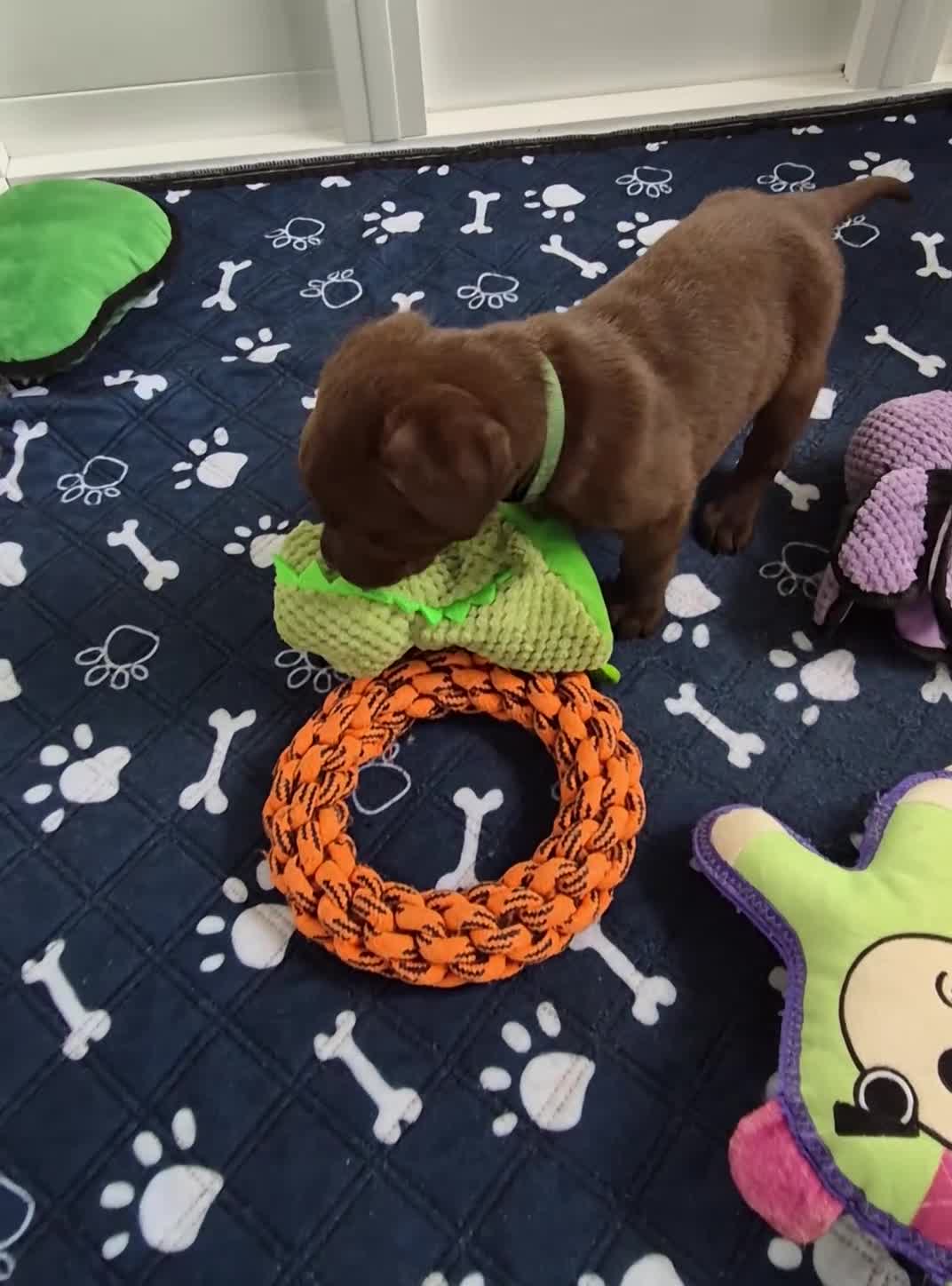Labrador Retriever dogs for sale: Ready Now Exceptional 0/0 KCReg Chocolate Labrador - Video 1
