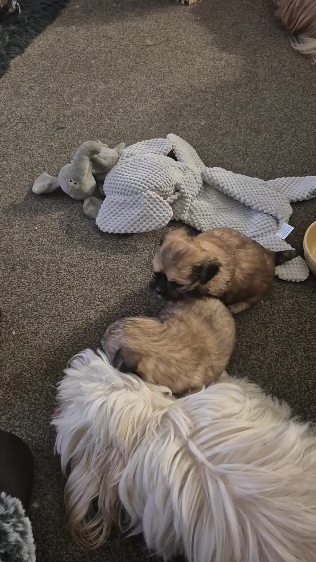 Malshi dogs for sale: 5 beautiful puppies, all been reserved now  - Video 2