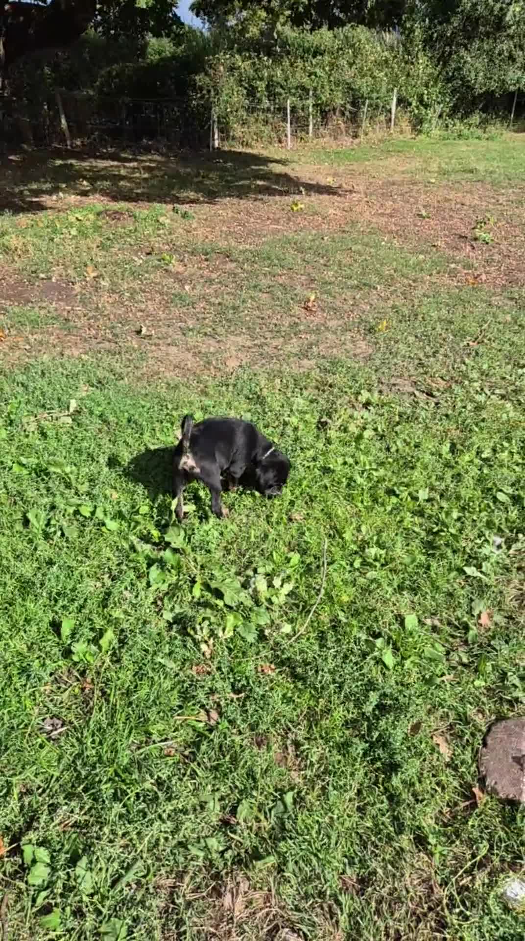 Mixed Breed dogs for sale: Mother  malnute  father  full black Labrador  - Video 2