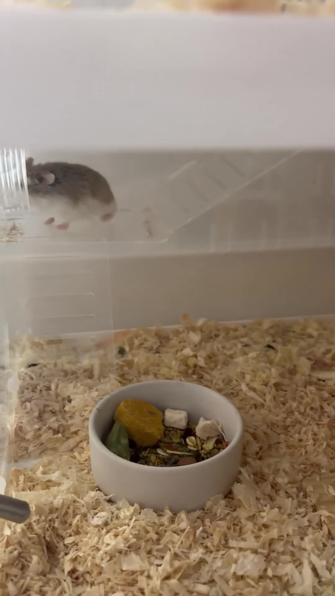 Hamster rodents for sale: 🐹Lovely Roborovski Dwarf Hamster Liverpool - Video 1