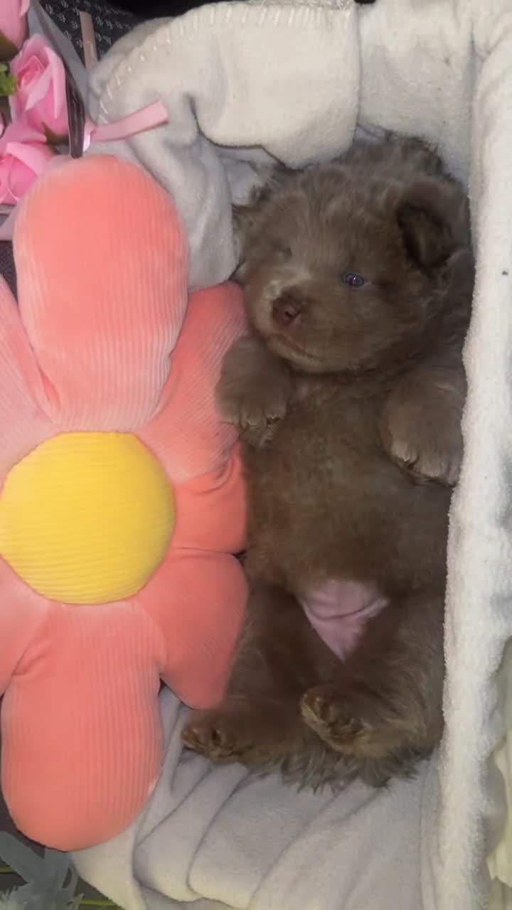 Chow Chow dogs for sale: Adorable rare lilac chow chow girl pups - Video 3