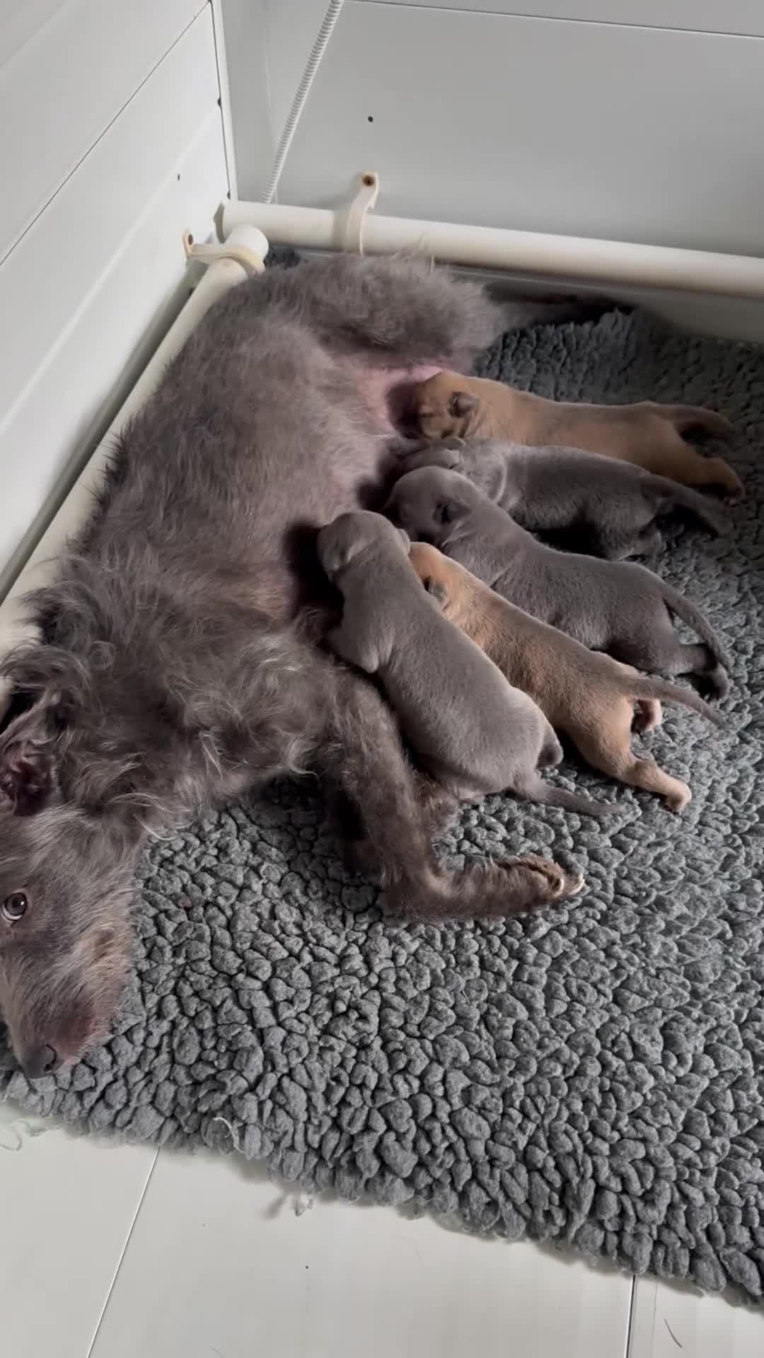 Mixed Breed dogs for sale: 5 stunning Whippet Bedlington pups available.  - Video 1