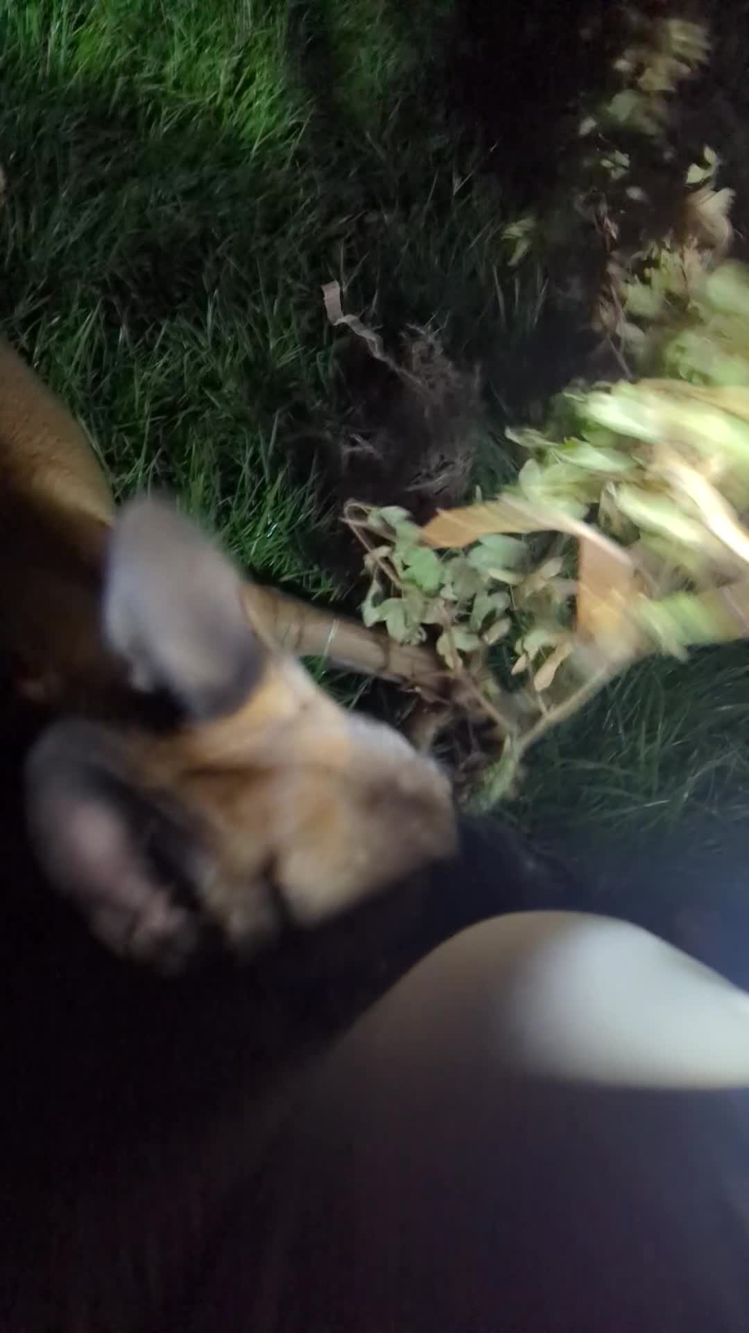 Belgian Shepherd Dog dogs for sale: Belgian malinois  - Video 2