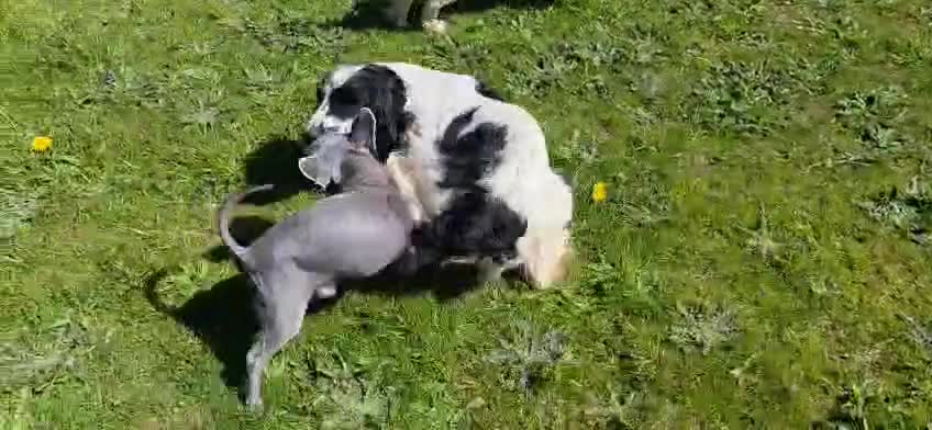 English Springer Spaniel dogs for adoption: Skye Black & White ESS 2 year old Adult  - Video 1