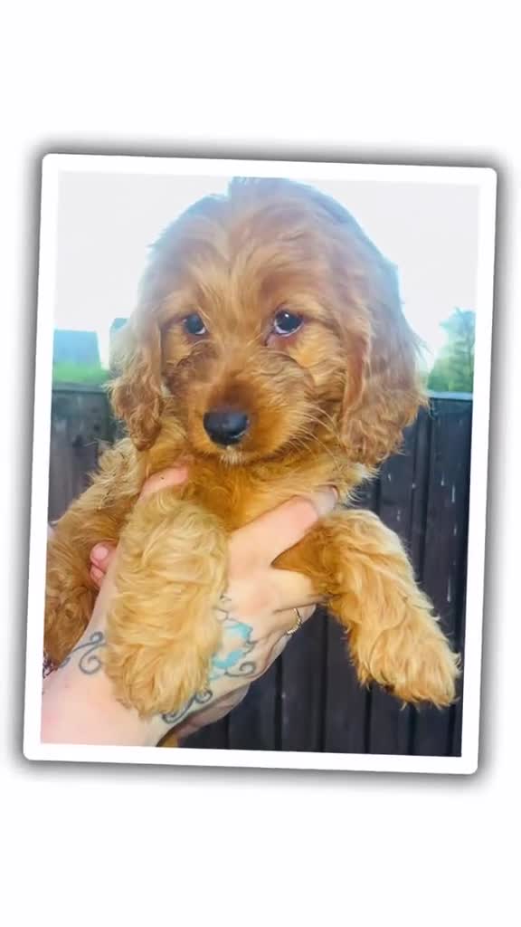 Cavapoo dogs for sale: Last 3 Beautiful F1b Cavapoo (Fox-Red) - Video 1
