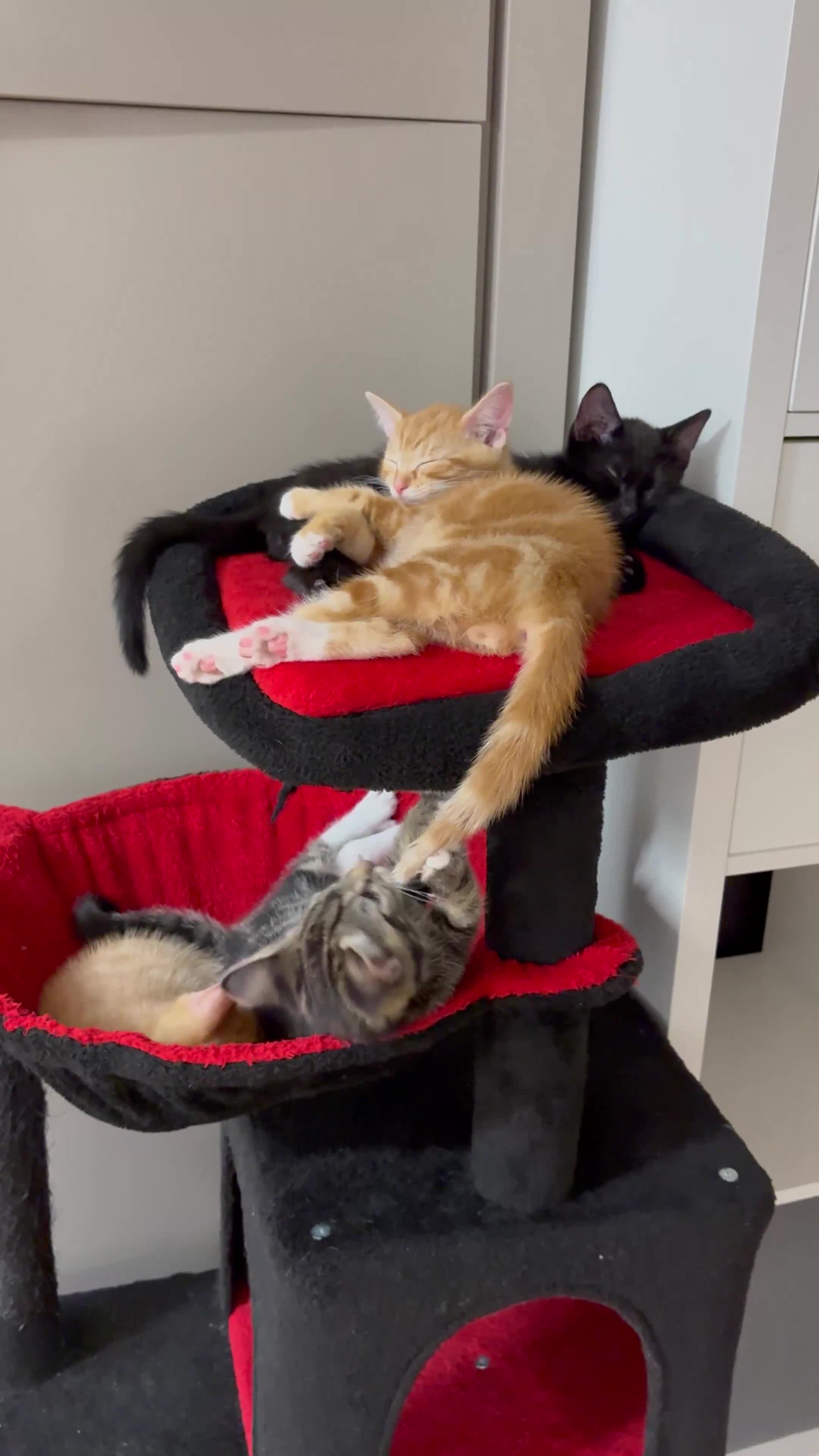 Mixed Breed cats for sale: Gorgeous Domestic Shorthair Cross Kittens - Video 1