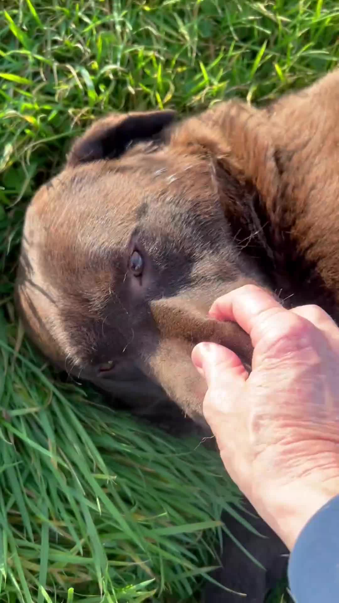 Labrador Retriever dogs for sale: Big Bear Looking to give Hugs - Video 1