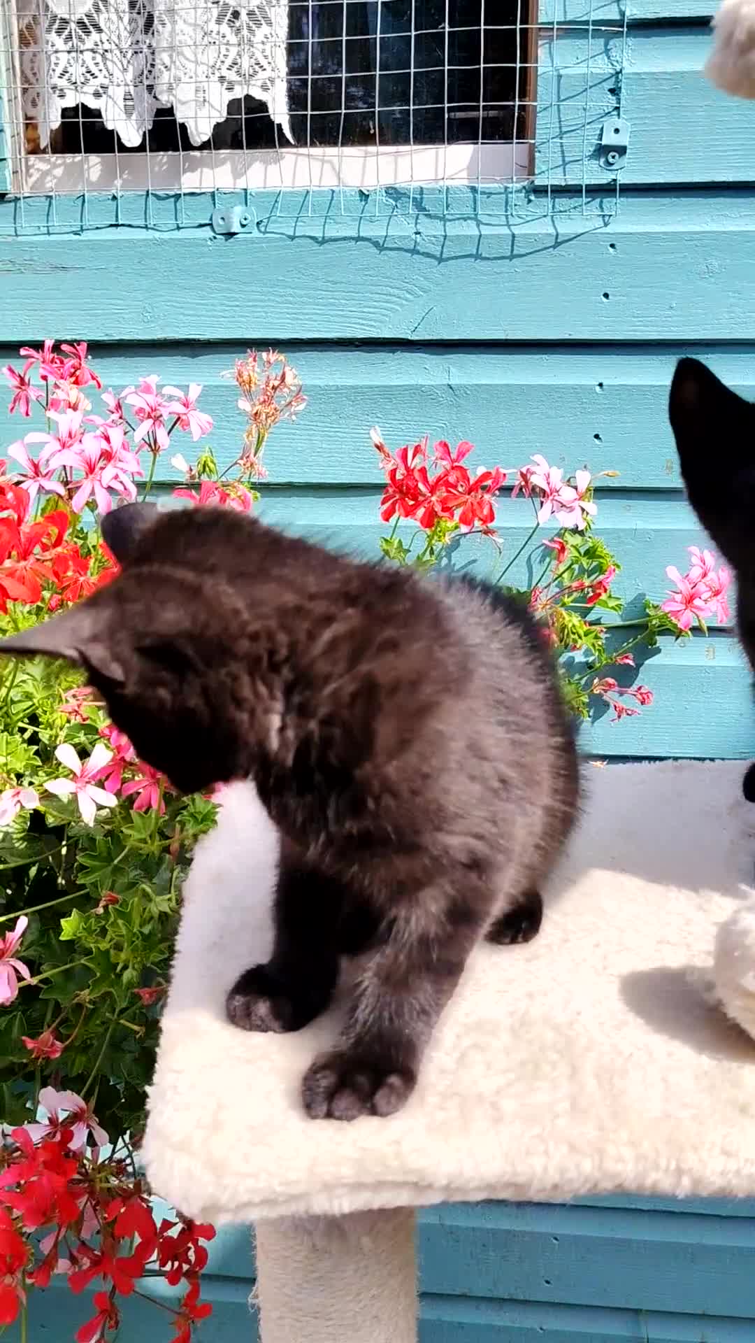 British Shorthair cats for sale: Beautiful kitten - Video 1