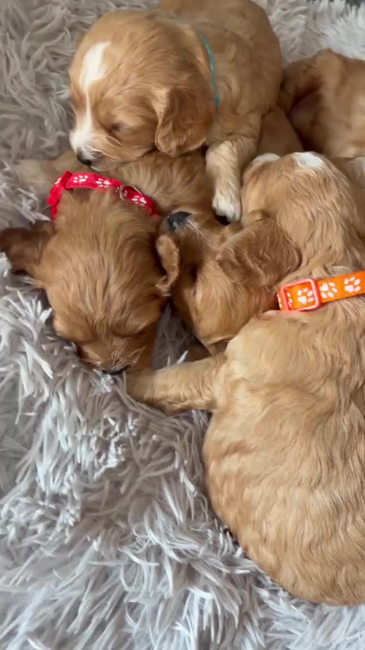 Cavapoo dogs for sale: F1 cavapoo puppies 🐶  - Video 1
