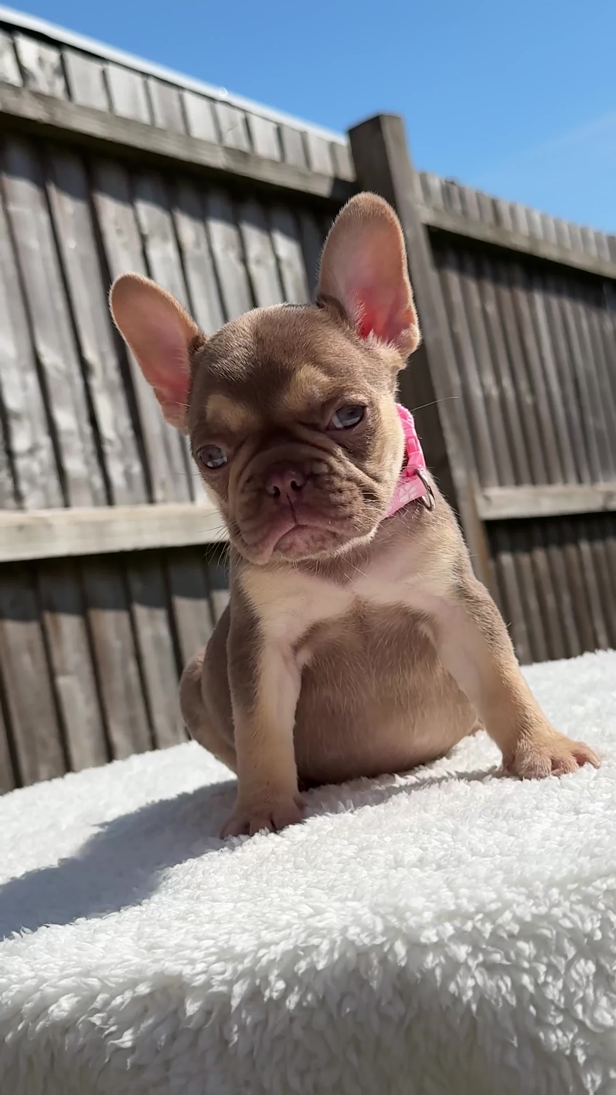 French Bulldog dogs for sale: Miss White X Kastro  - Video 3