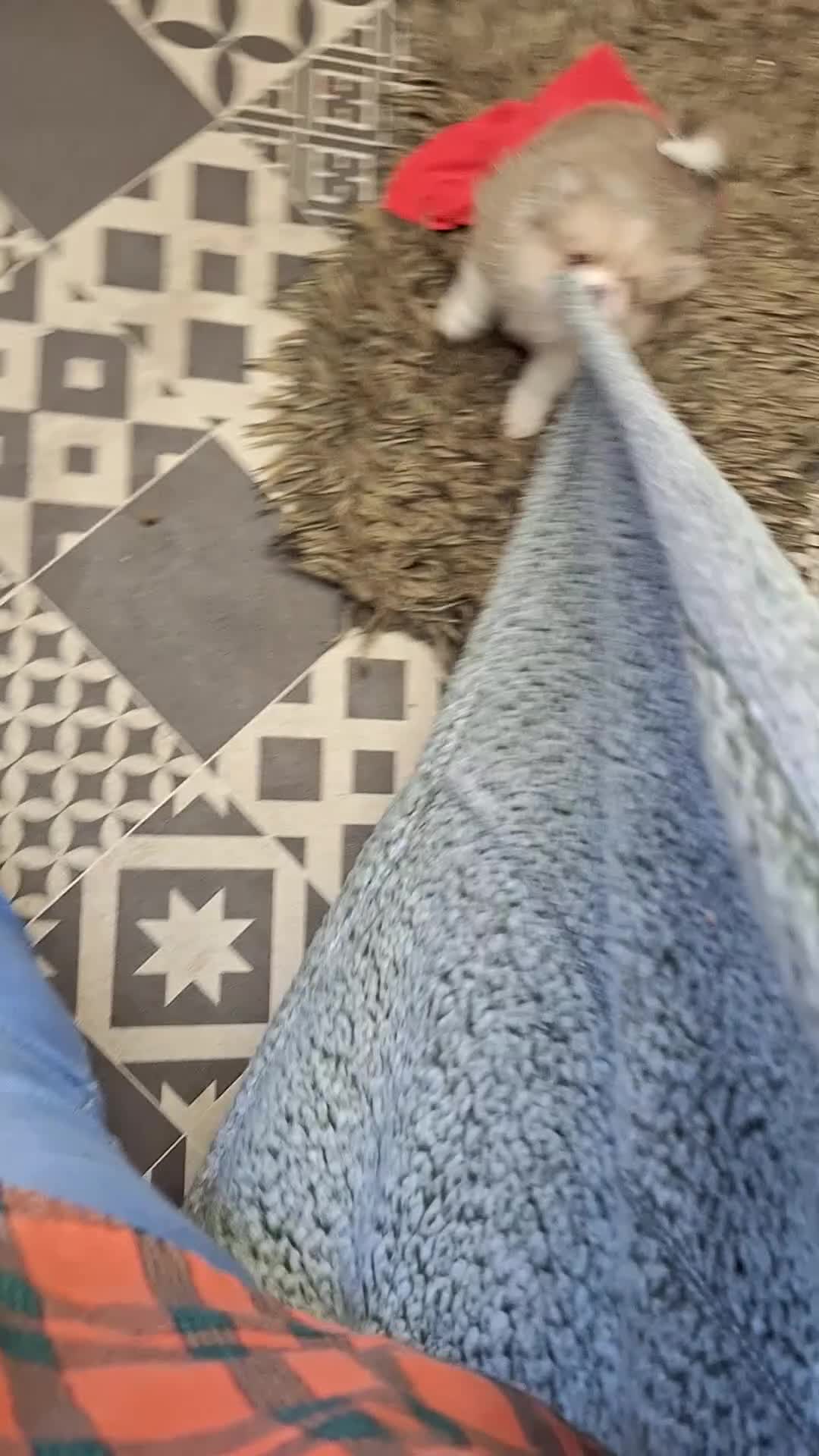 Pomeranian dogs for sale: Little cuties - Video 1