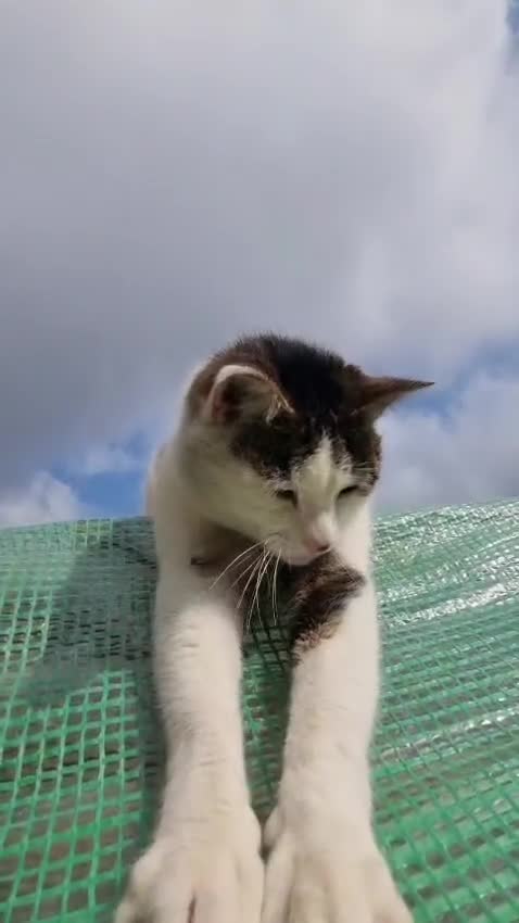 Mixed Breed cats for sale: Male cat 6 years old - Video 1