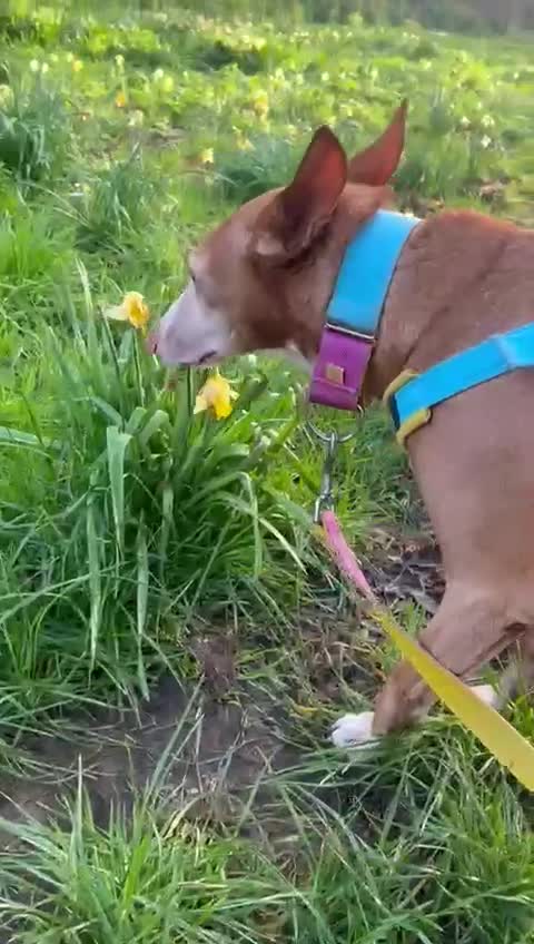 Ibizan Hound dogs for adoption: Kiara - a sweet low energy girl - Video 4