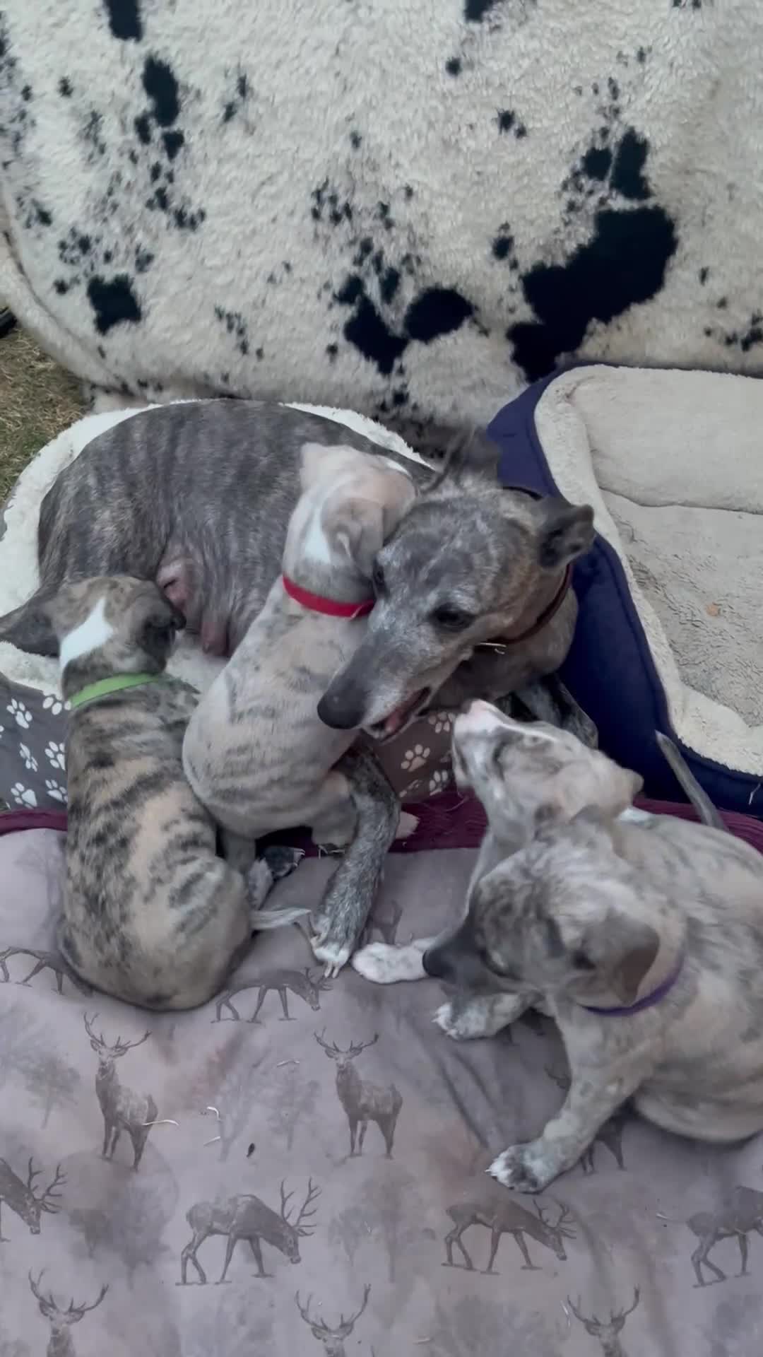 Whippet dogs for sale: Pedigree English Whippet Puppies  in Salisbury - Video 3