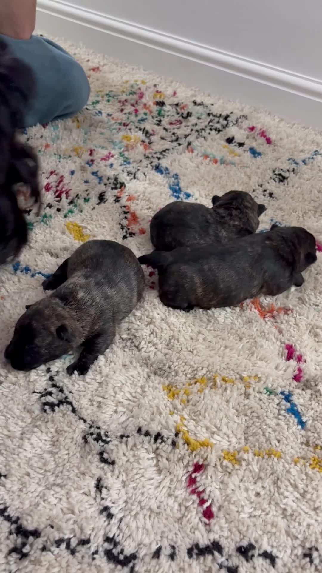 Scottish Terrier dogs for sale: Scottish terrier puppies 3 Brindle girls  - Video 4