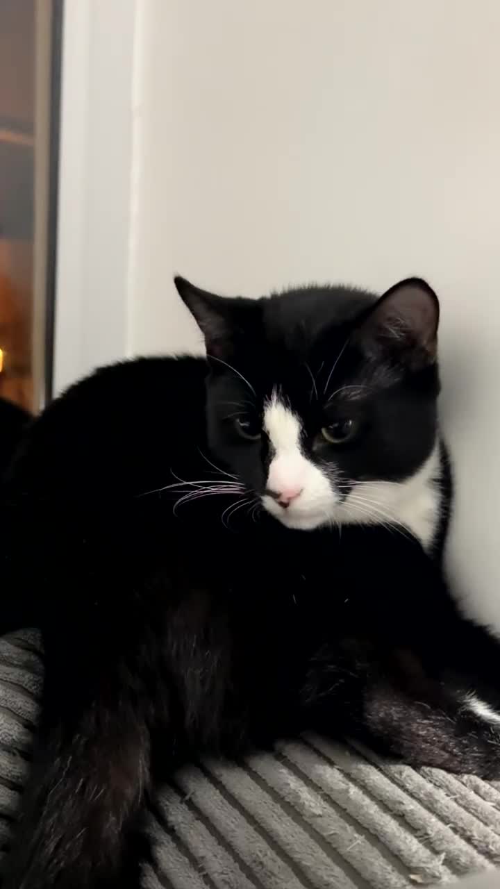 American Shorthair cats for sale: sister and brother - Video 1