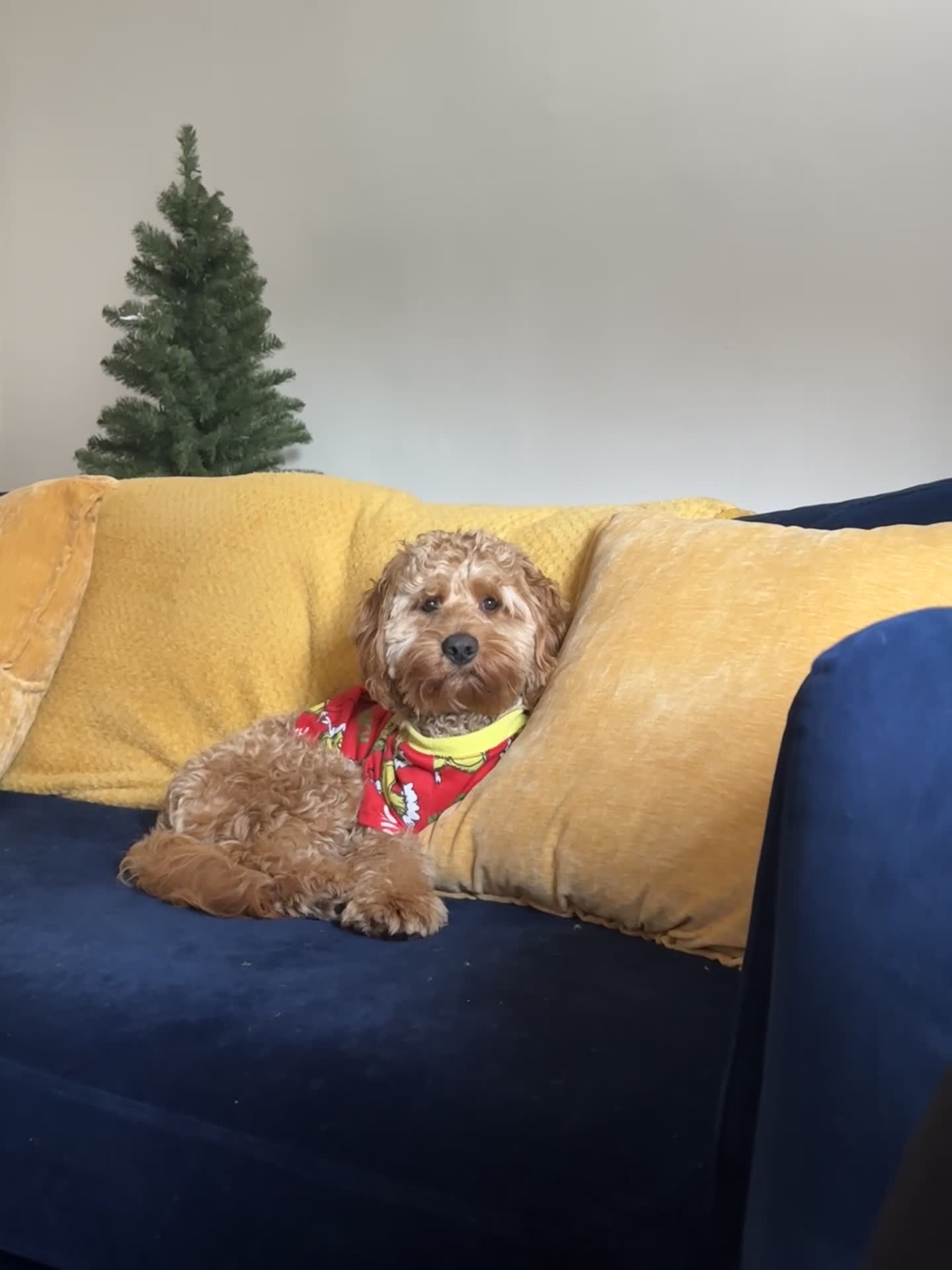 Cockapoo dogs for sale: 10 Month Old Cockapoo - Video 3