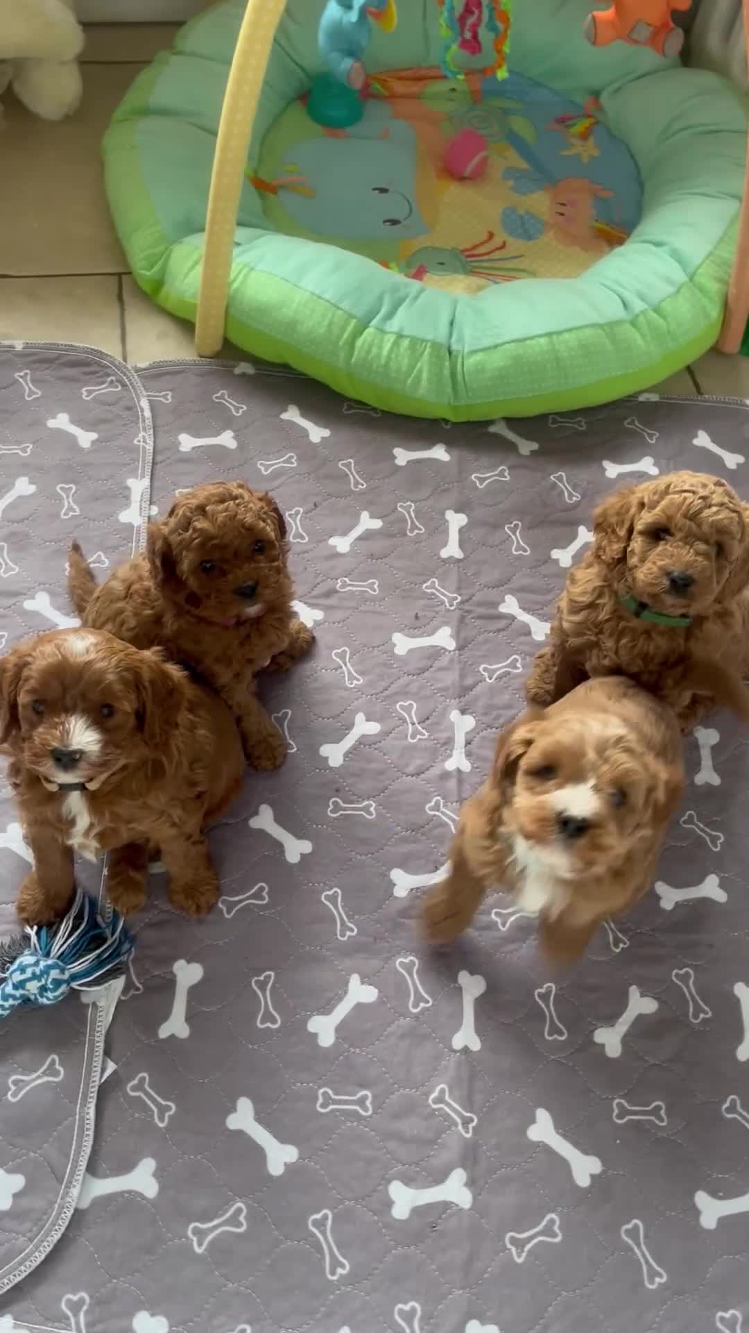 Cavapoo dogs for sale: Ready Now. 5⭐️ licensed Home breeder - Video 1