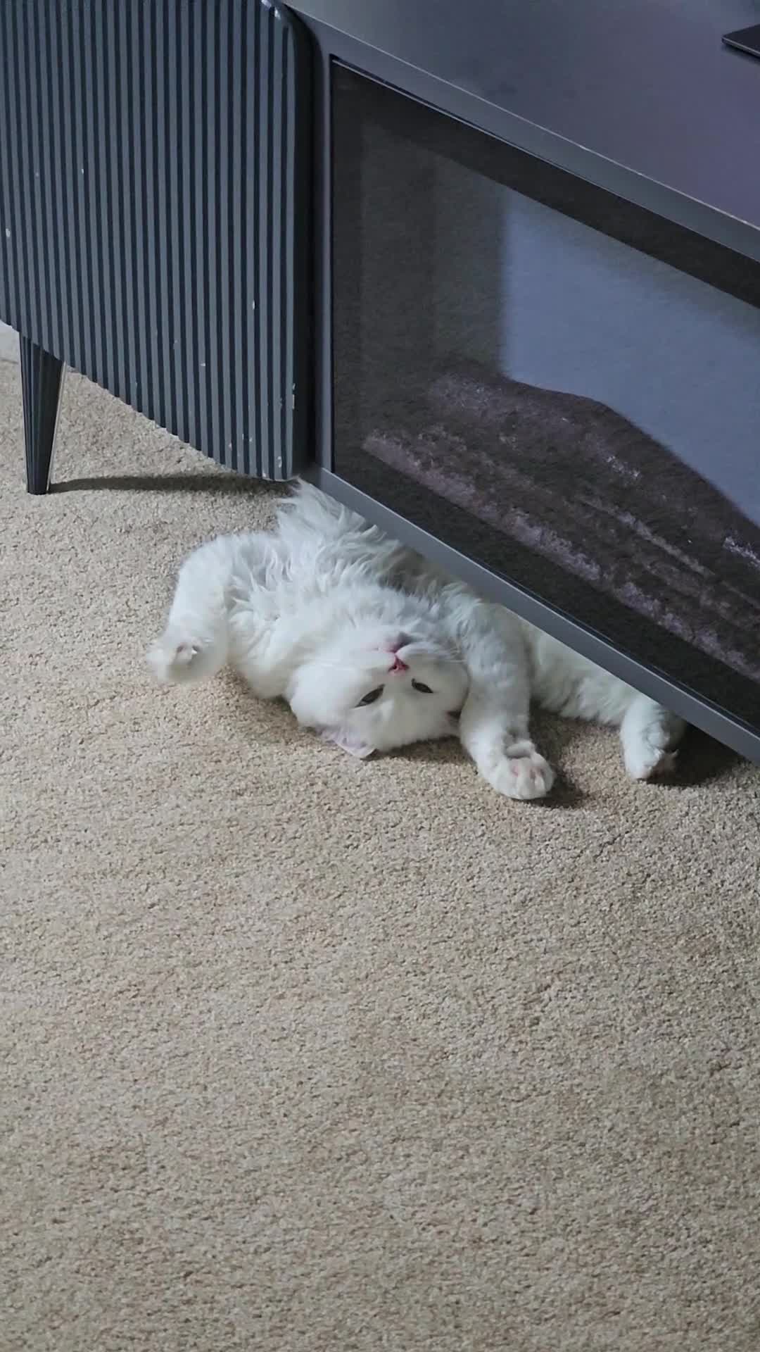 British Longhair cats for sale: British long hair cuddle friend beautiful soul - Video 2