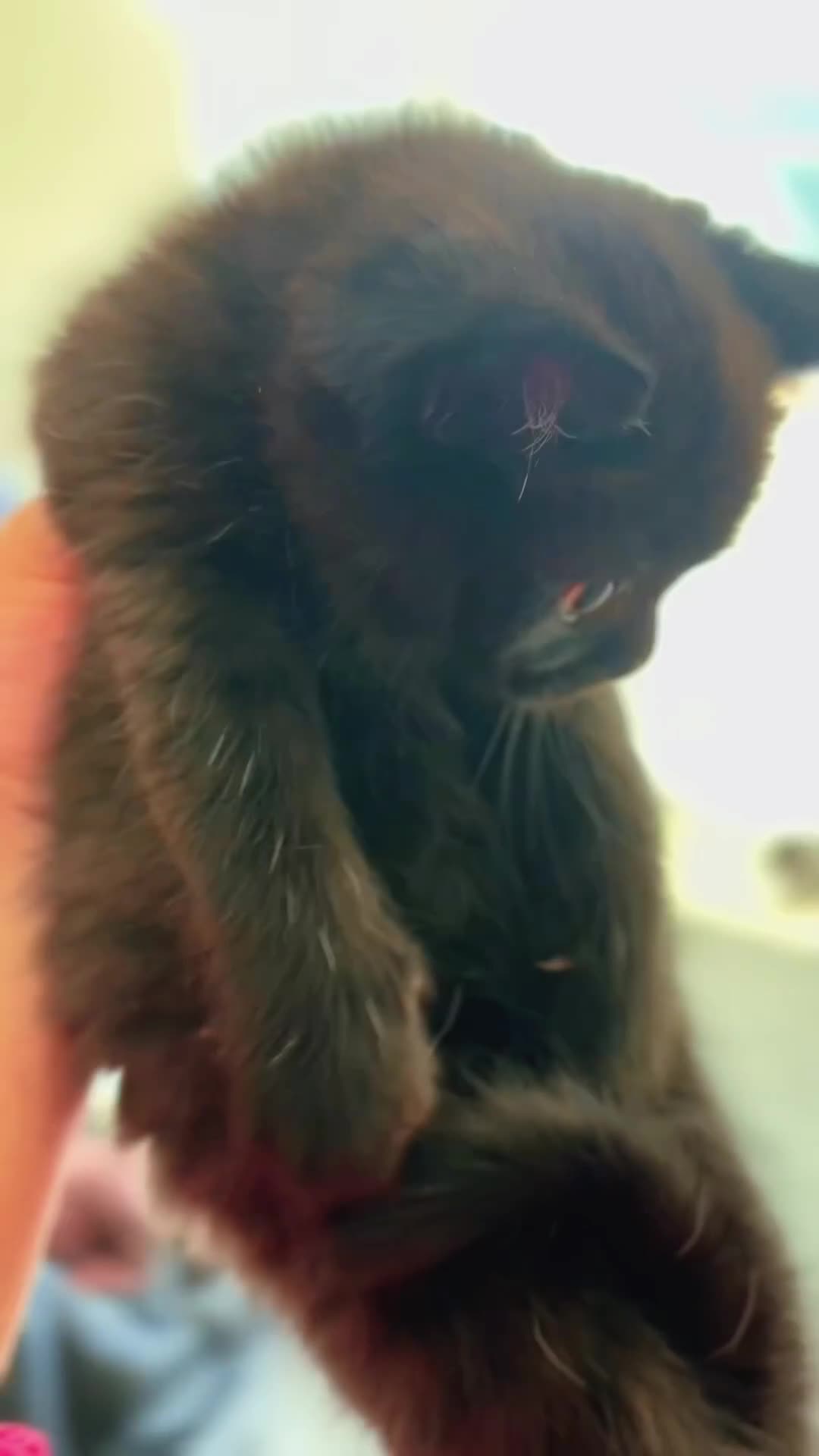 Mixed Breed cats for sale: Scotish straight and mixed  - Video 1